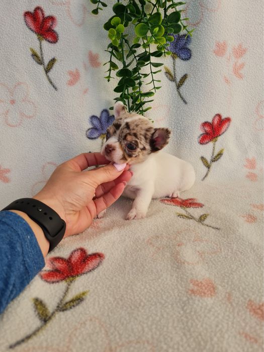 Excecional mini menino Chihuahua.Chiuaua,Qualdd linhagemRussa