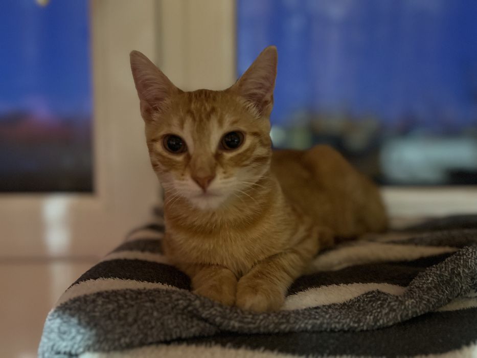 Відаємо кошенят у добрі руки