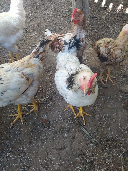 Frangos  do campo caseiros ar livre