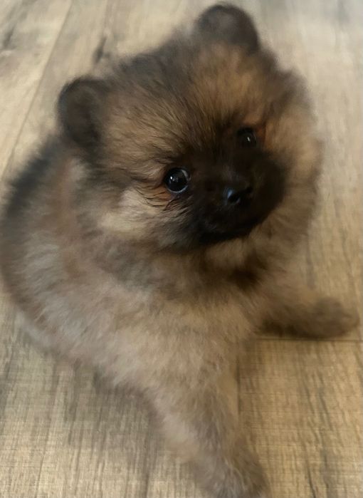 Szczeniak szpic miniaturowy pomerianian