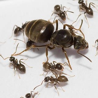 Lasius niger муравьи , черный садовый муравей 60+шт с расплодом