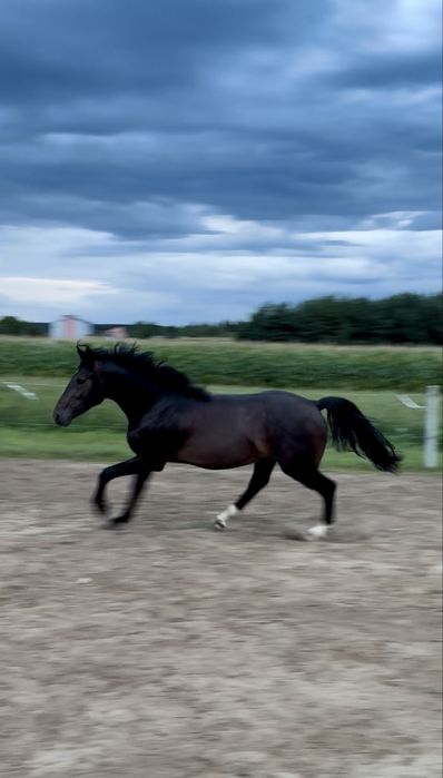 Ogierek Taloubet Z x Numero Uno 2023