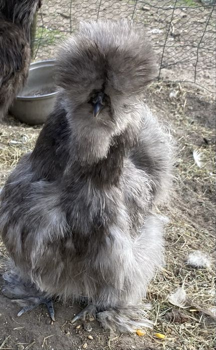 Silka jaja lęgowe