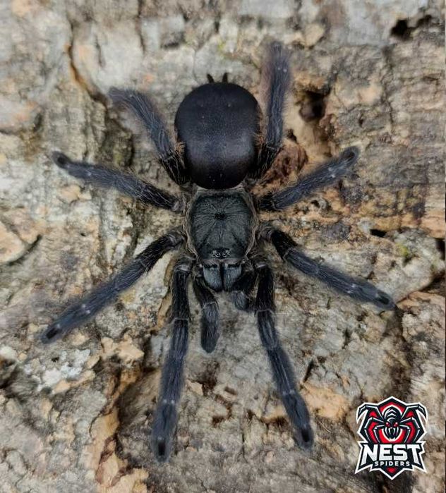 Tapinauchenius plumipes L3/L4 ptasznik