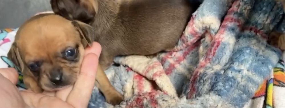 Caozinho cruzado de pincher x chiaua miniatura