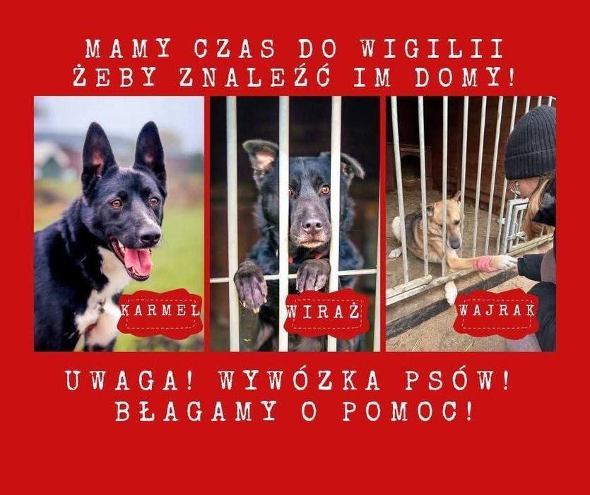 Dziewięć piesków jest w takiej sytuacji że za miesiąc muszą wyjechać z