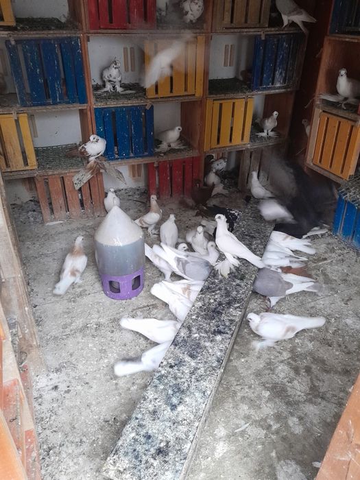 Sprzedam widyny, winery i blauwindry