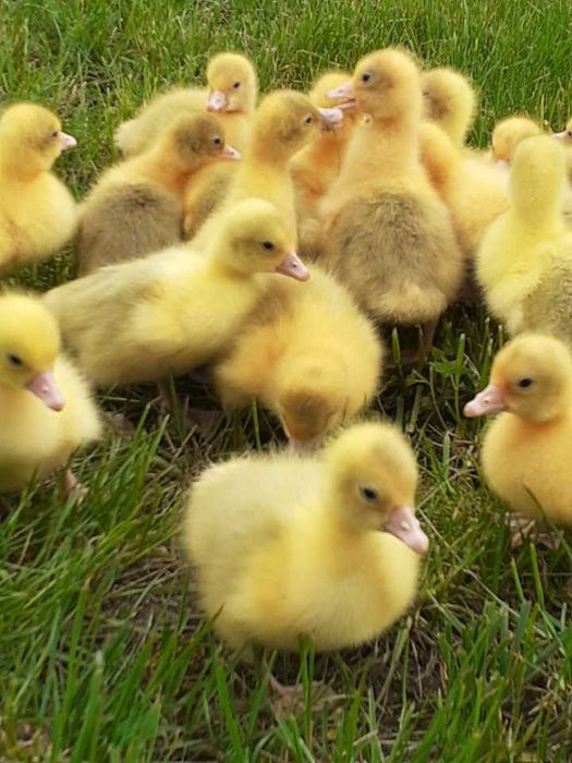 Kurczaki zielononozki  pisklęta brojlery Koguciki indyki gesi kaczki