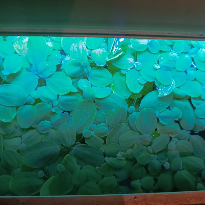 Piękna Roślina pływająca