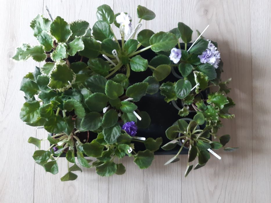 Фіалки - дітки та стартери