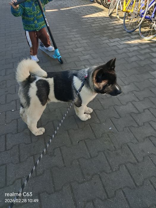 Gotowy do przeprowadzki do nowego domu Akita AmerykańskaFSI.