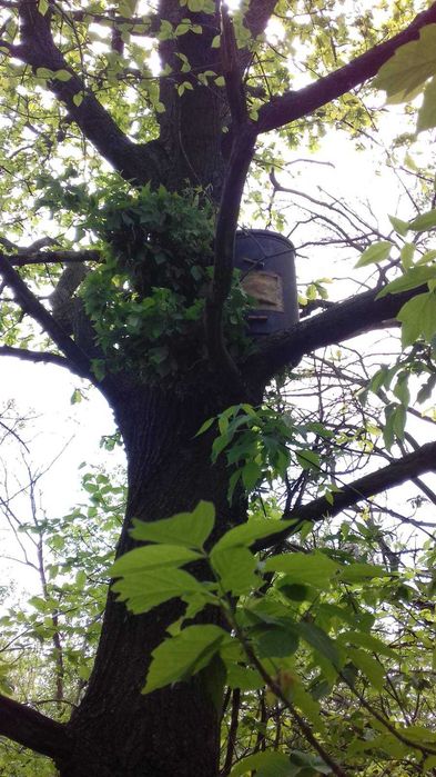 Ловушка для бджіл, пастка для бджіл, роєловка, ловушка