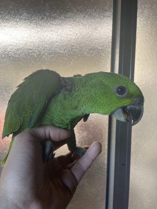Papagaio Muito Meigo e Faladores