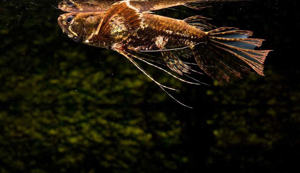 Motylowiec - Pantodon buchholzi - dowozimy, wysyłamy