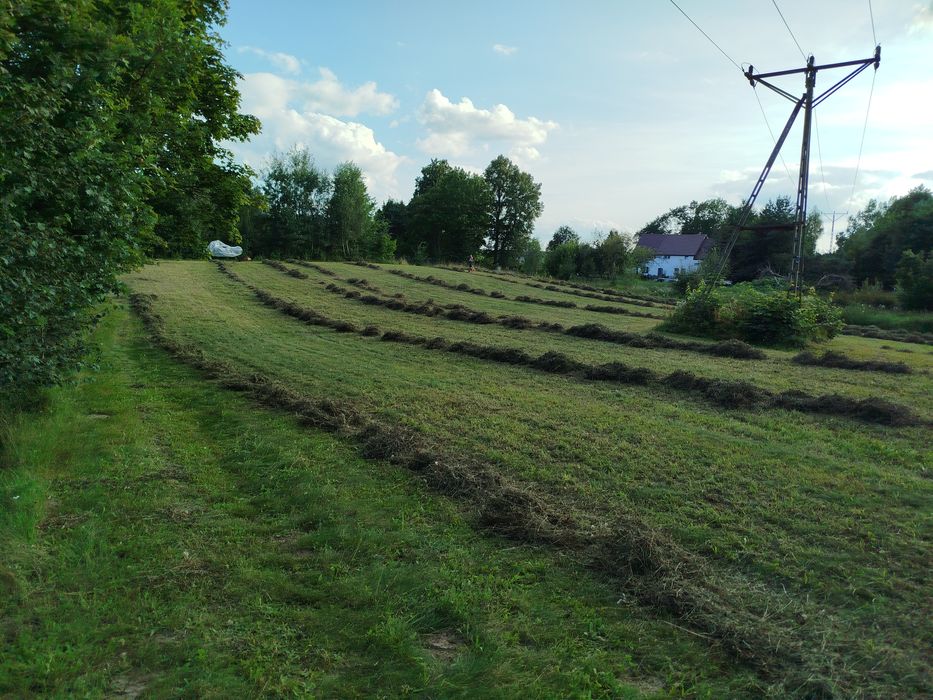 Siano, kostka, dla koni, bydła, suche