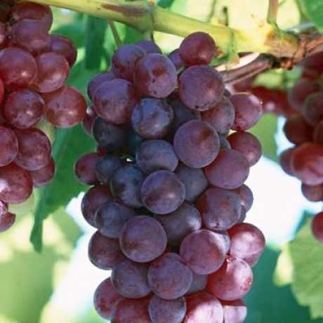 Продам домашний винный уксус 5лет выдержки,д