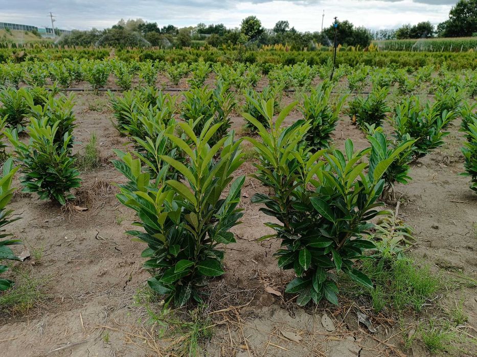 Prunus! Laurowiśnia! Rotundifolia! 200 cm! Novita! Caucasica! Sadzimy!