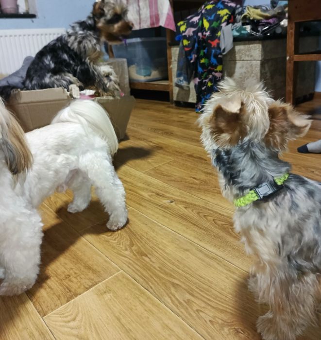 Хлопчики мерльові йоркширські терьери .5,5 міс