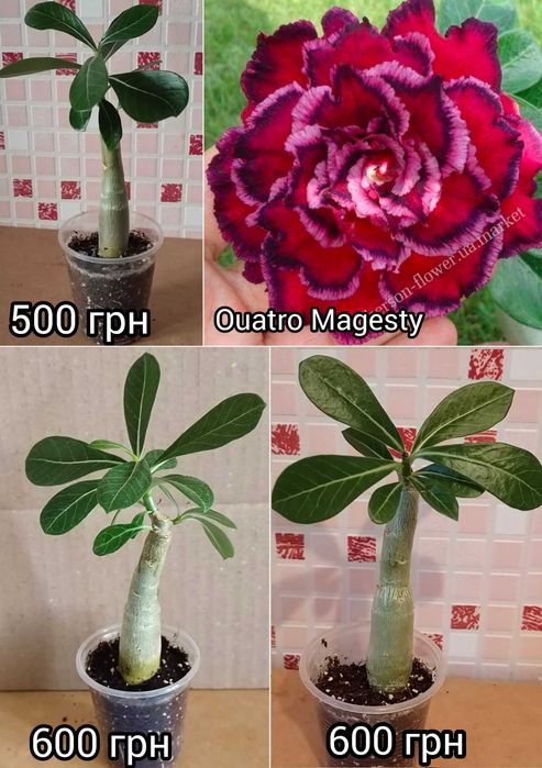 Адениум махровый привитый