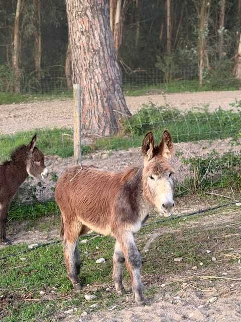 Burro manso, macho