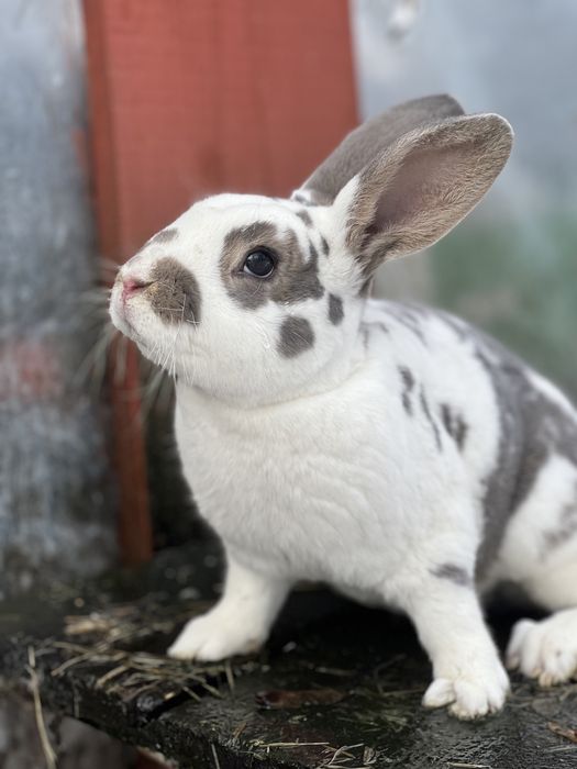 Rex reks niebieskoszary dalmatyński