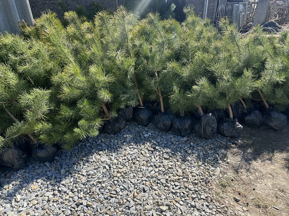 Саженцы сосен, саженцы Кримской сосни, разних размеров.