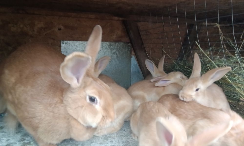 Кролики породи Бурундія, вік 2 місяці, провакциновані Гем 2