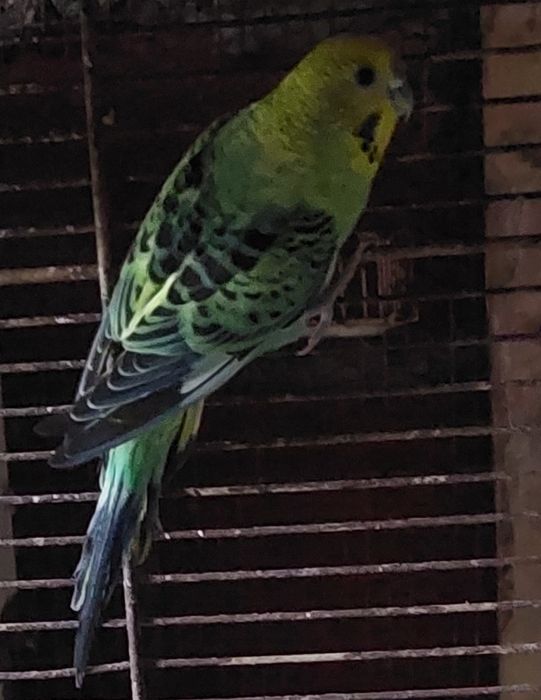 Periquito macho portador asa negra