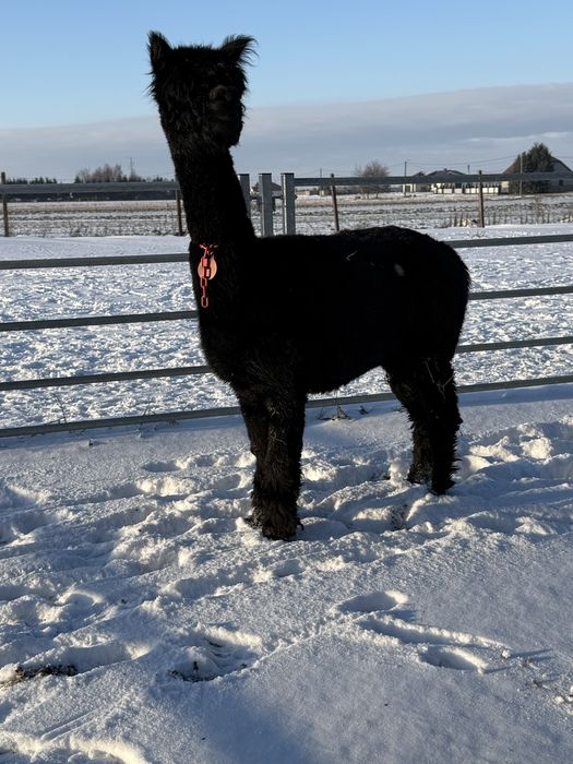 Samica alpaki - TB- alpaka