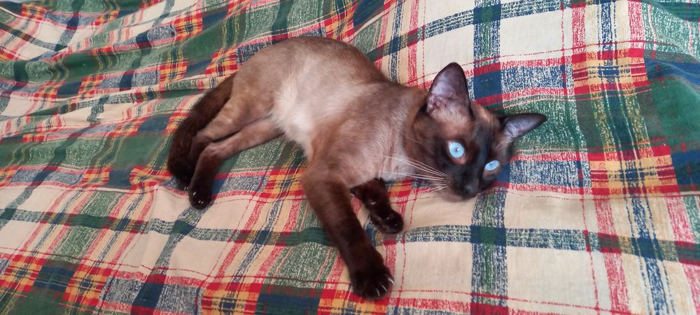 Голубоглазые сиамские котята