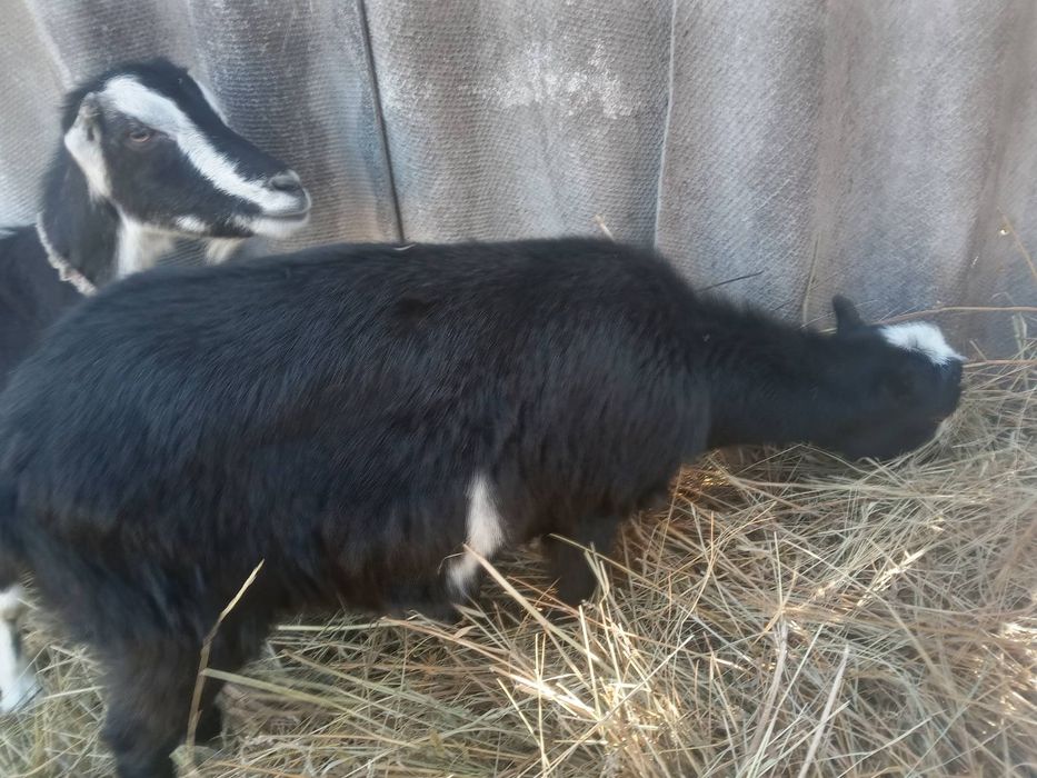 Козы и козлята Ламанча