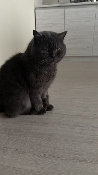 Віддам котика Британець