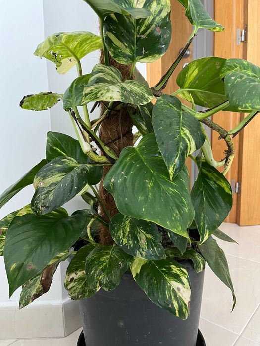 Oportunidade: Plantas Naturais de Interior , tamanho Grande!