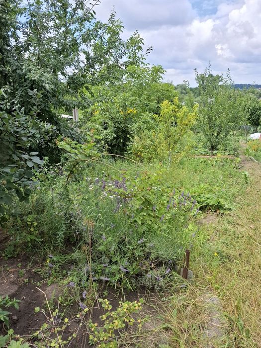 Цегляний будинок в селі Мотовилівська Слобідка, є піч