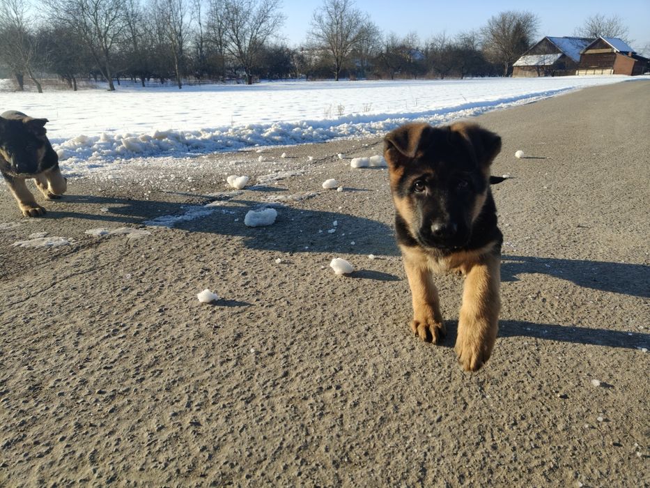 Owczarek niemiecki krótkowłosy