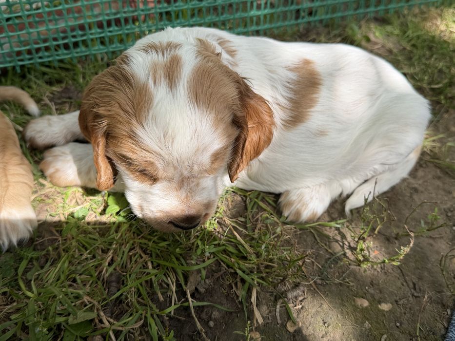 Cocker Spaniel Angielski