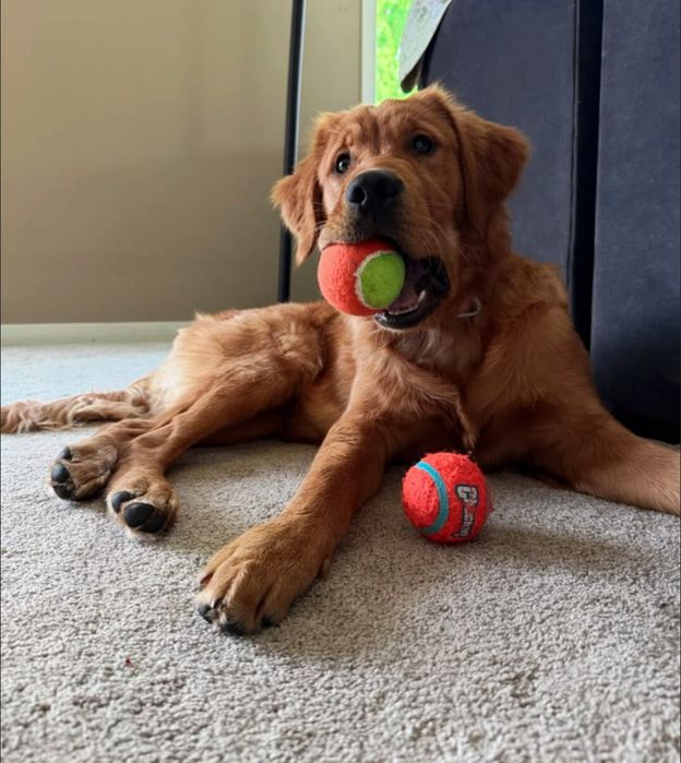 Golden retriever