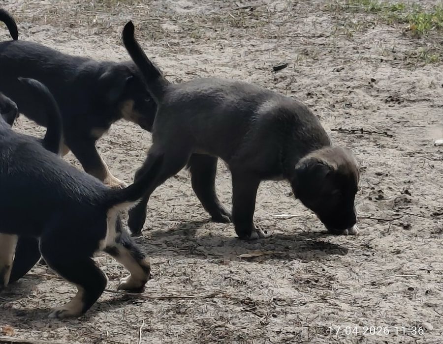 Oddam w dobre ręce szczeniaki