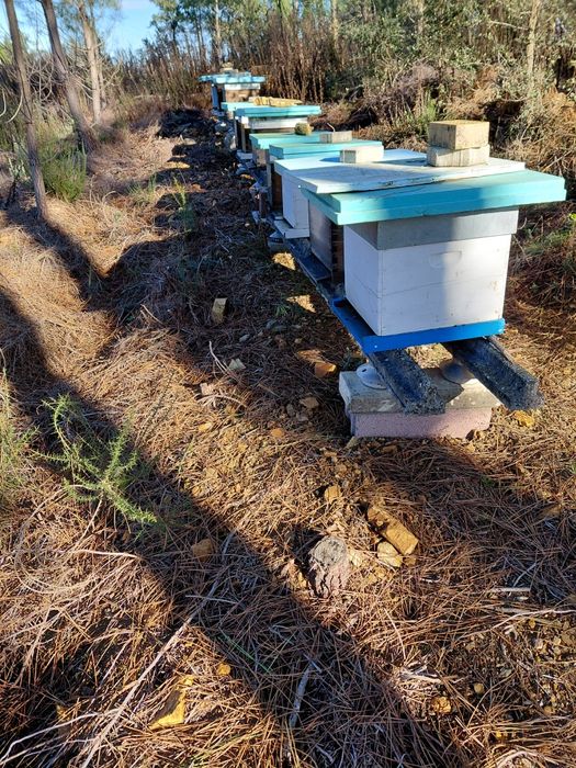 Colmeias e núcleos de abelhas