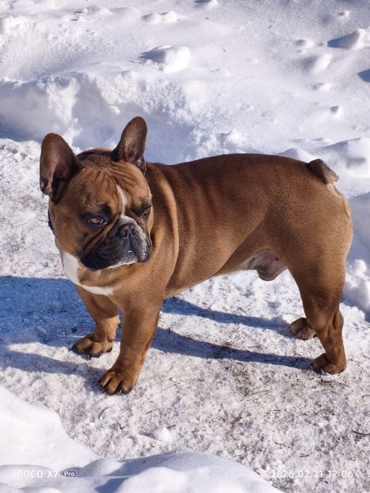 В'язка кобеля французького бульдога КСУ/ Вязка