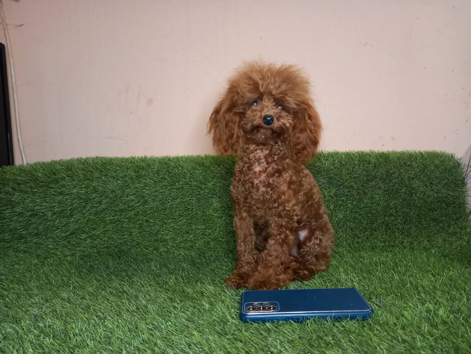 Дівчинка той пудель ред браун.