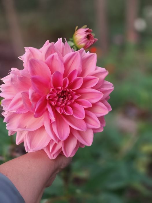 Dalie  różowe duży kwiat