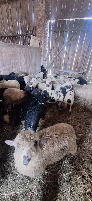 Sprzedam piękne jagnięta