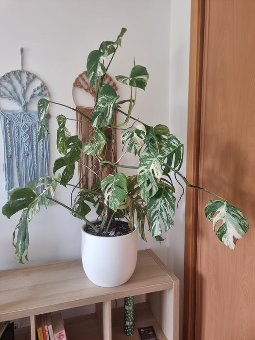 Monstera Variegata Albo Planta Grande + Oferta de Vaso Artevasi feito à mão