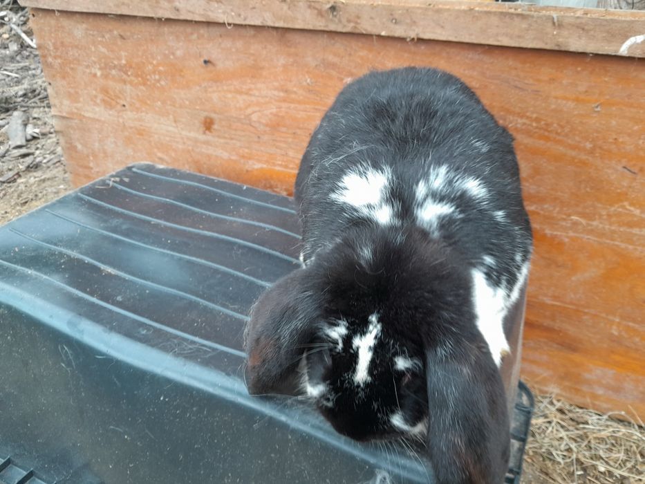 Baran francuski samica