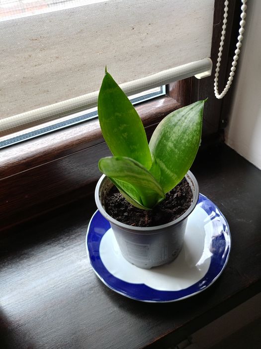 Ładny kwiat Sansewieria gwinejska.