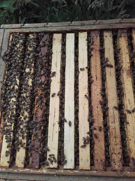 Sprzedam rodziny pszczele