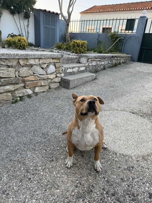 American bully para montas