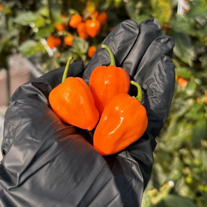 1kg papryka bardzo ostra habanero