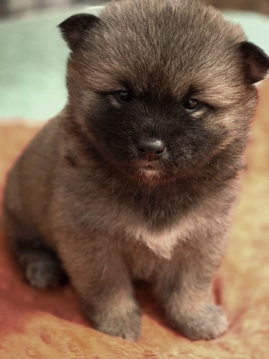 Shiba inu fci z rodowodem